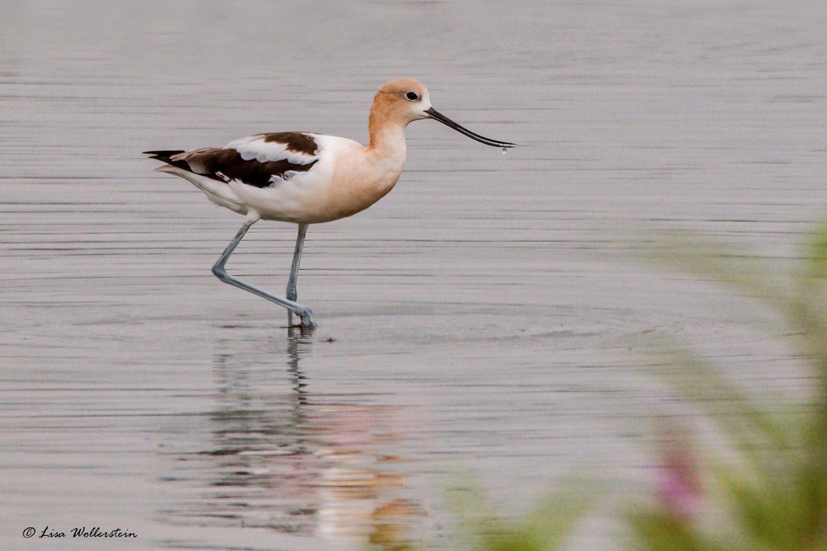 American Avocet - ML471996651