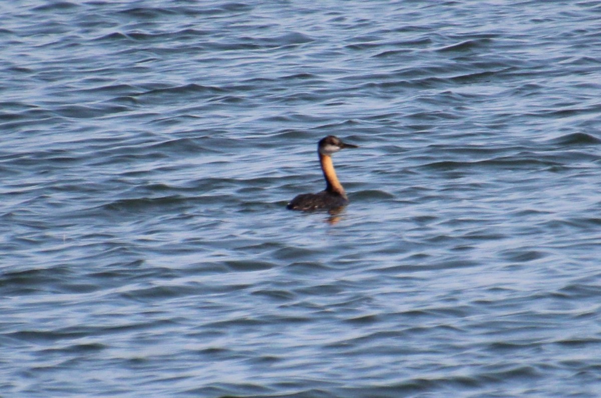 Red-necked Grebe - ML471996691