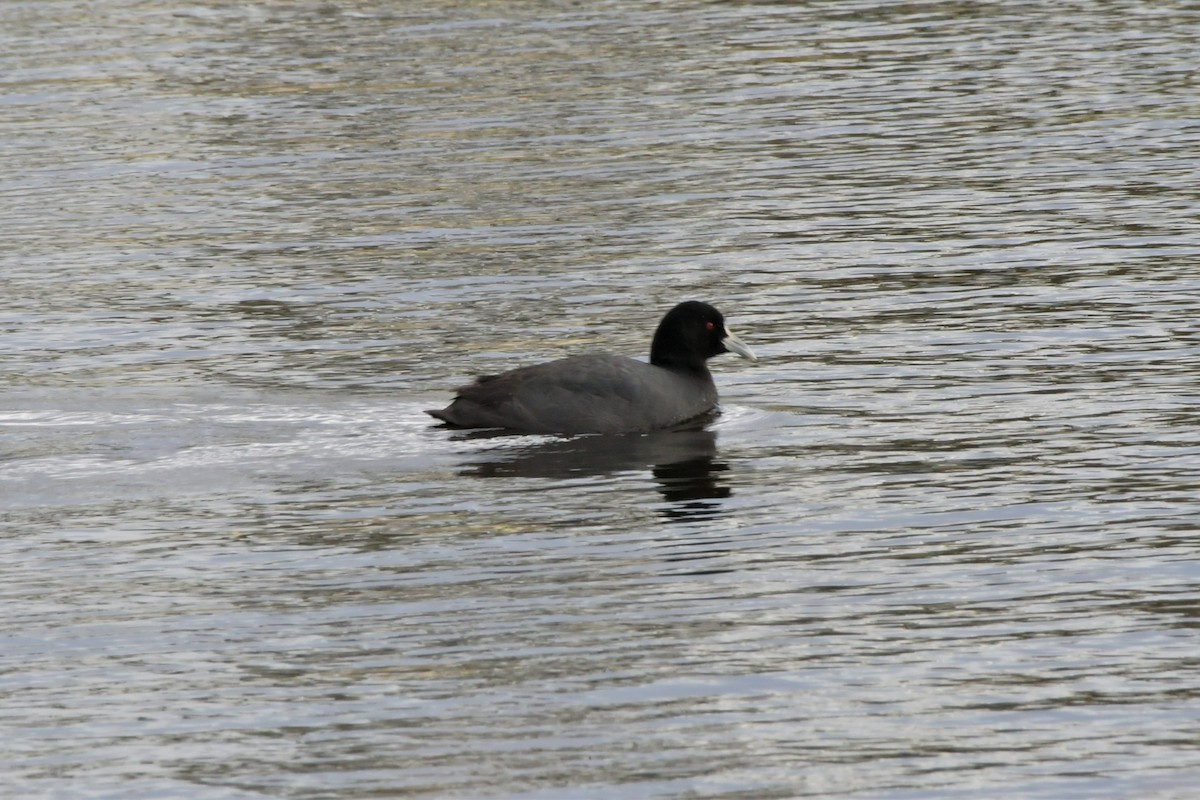 Eurasian Coot - ML471997591