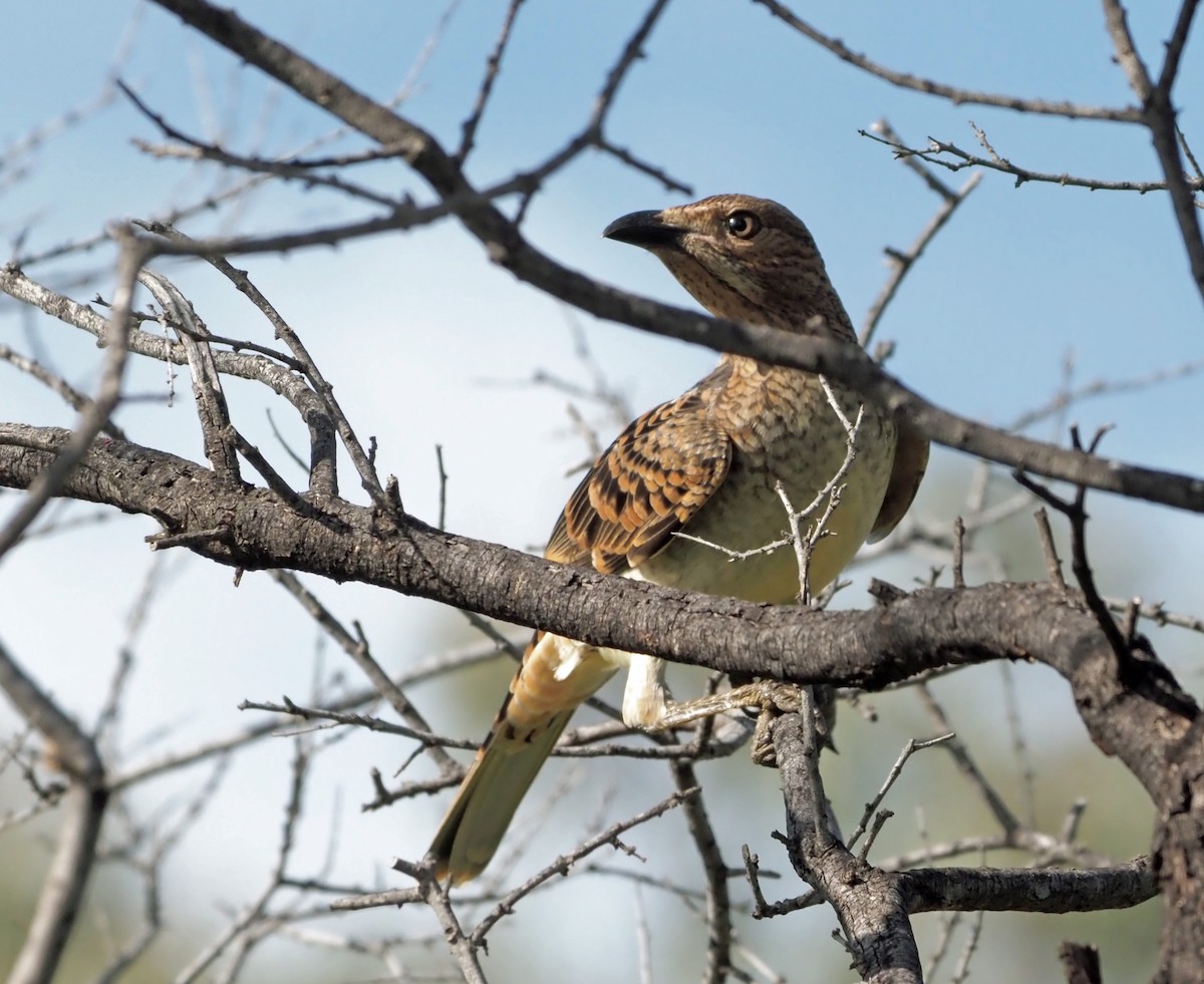 Spotted Bowerbird - ML471998171