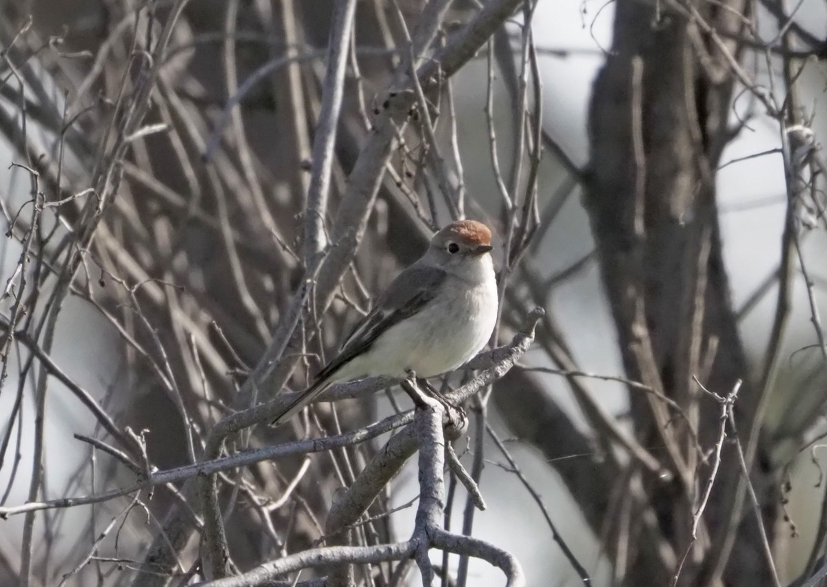 Red-capped Robin - ML471998231