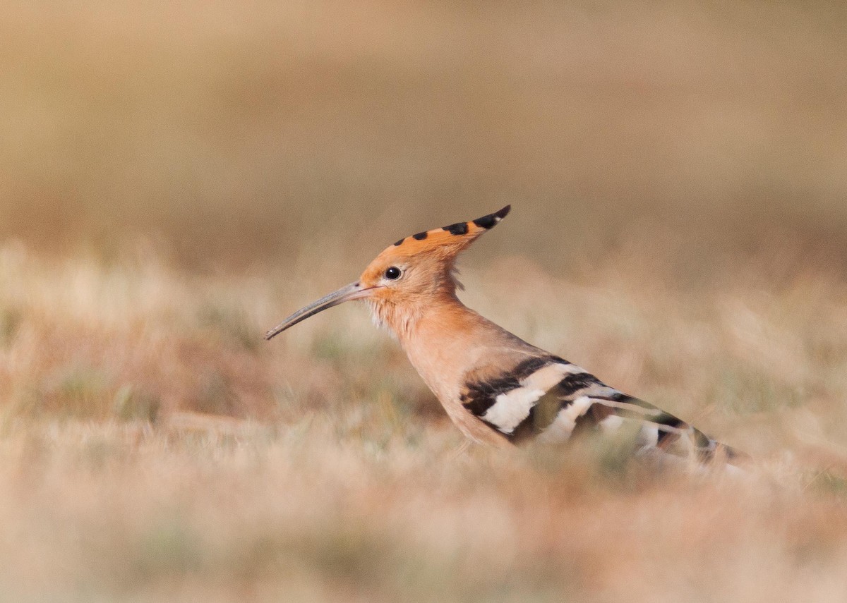 Eurasian Hoopoe - ML471999731