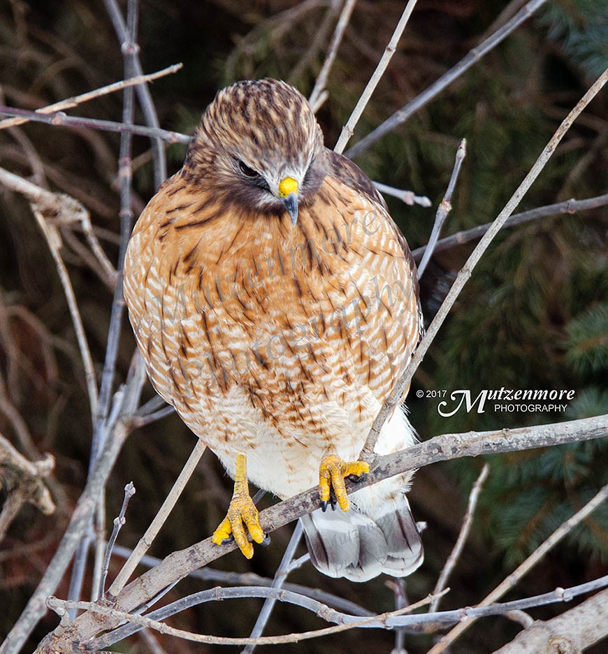 Red-shouldered Hawk - ML47200011
