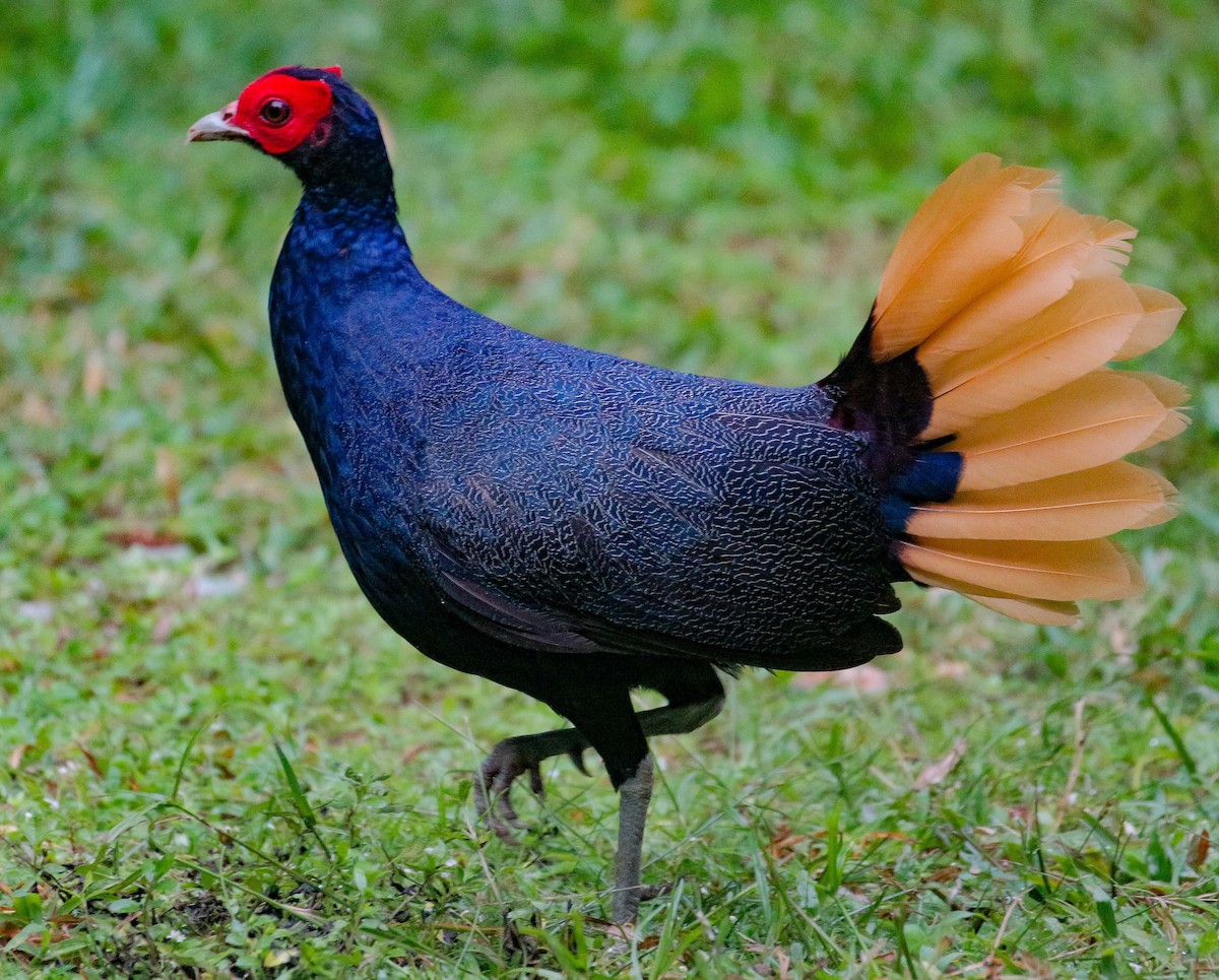 Malayan Crestless Fireback - Neoh Hor Kee