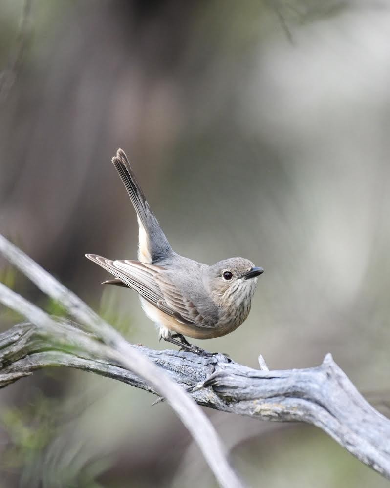 Rufous Whistler - ML472001021