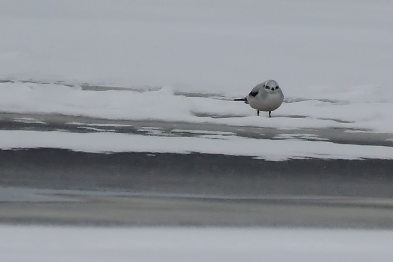 Ross's Gull - ML47200151