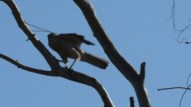 Brown Goshawk - ML472003401