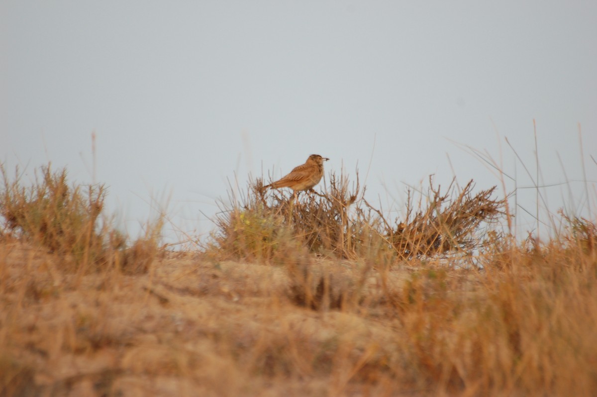 Greater Short-toed Lark - ML472004461
