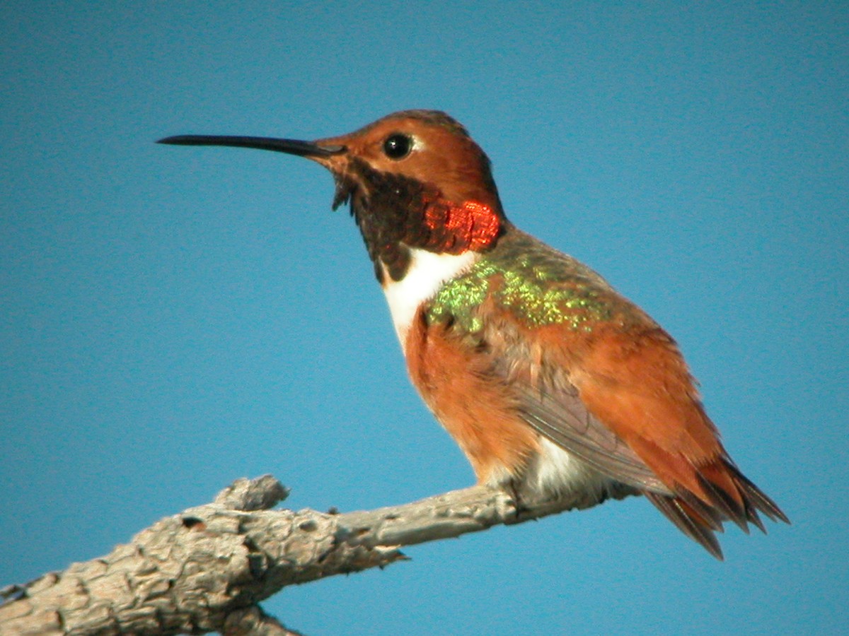 Allen's Hummingbird - ML47200481