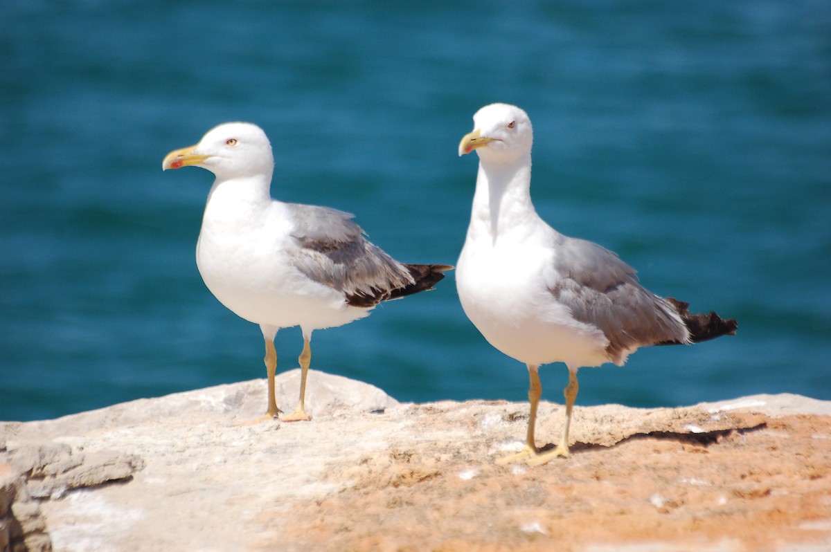 Yellow-legged Gull - ML472004881