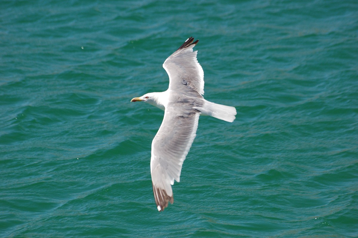 Yellow-legged Gull - ML472004891