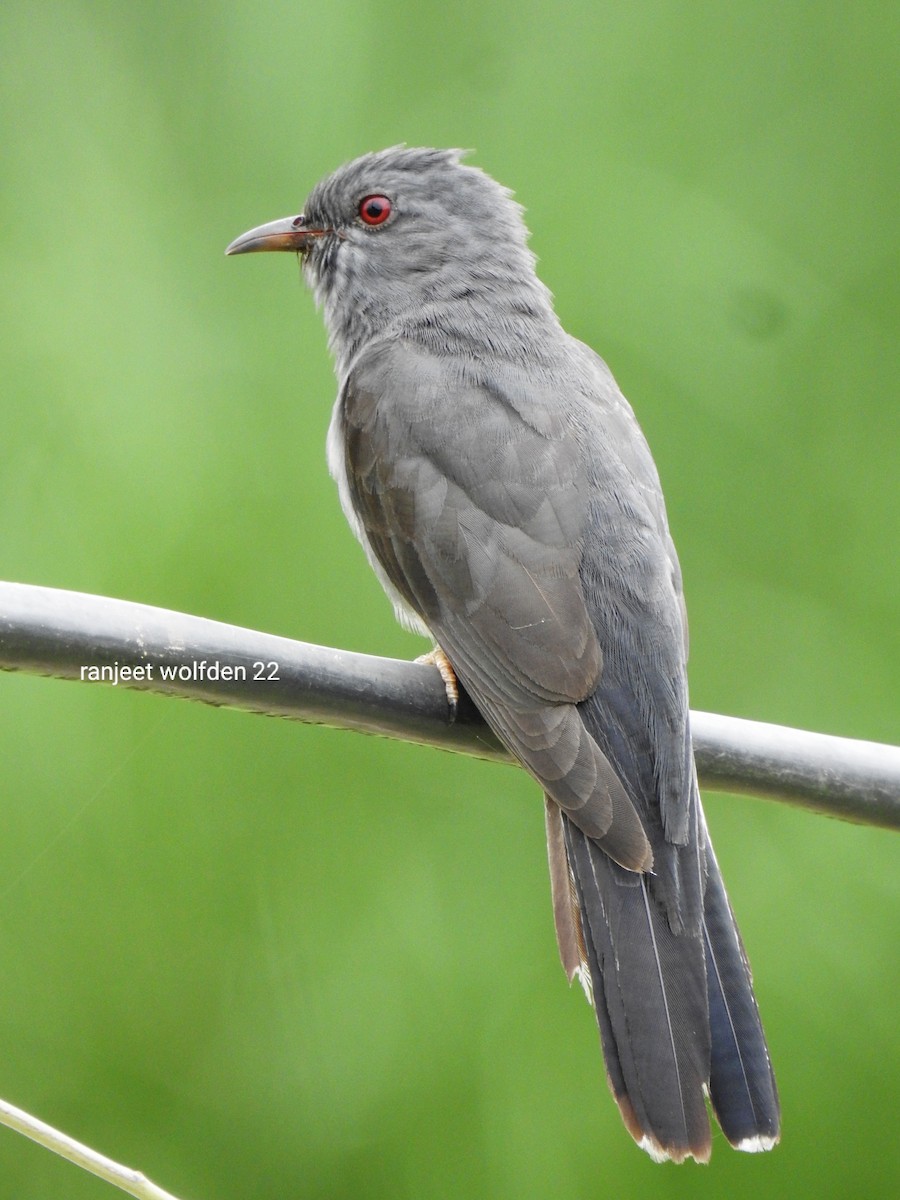 Gray-bellied Cuckoo - ML472006101