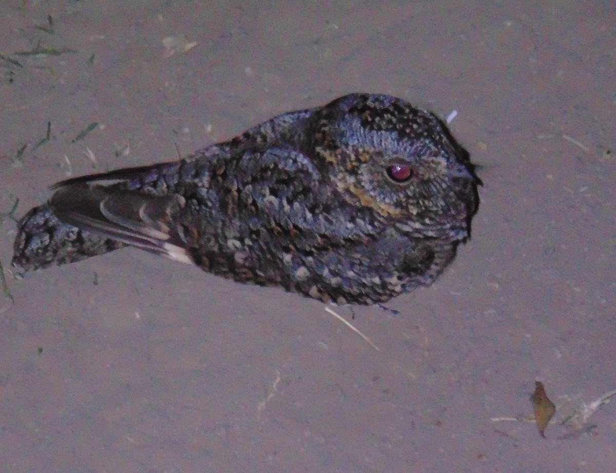 Band-winged Nightjar - ML472006361