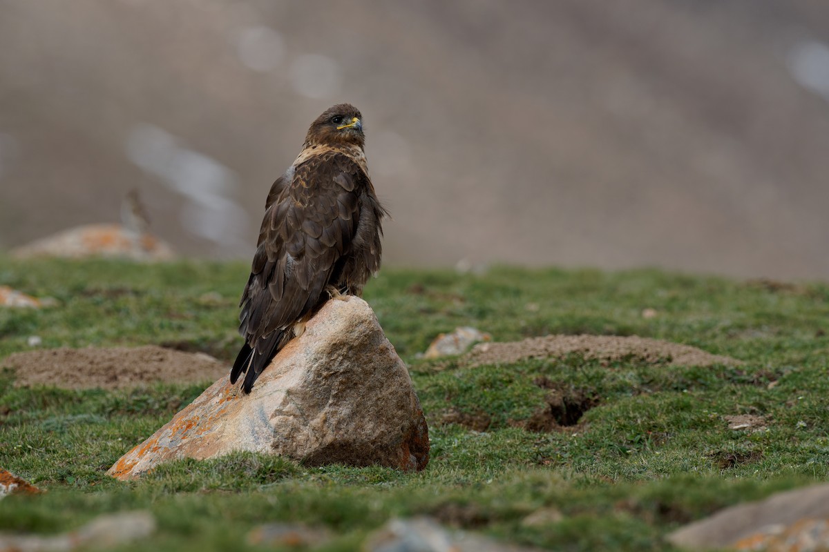 Upland Buzzard - ML472007471