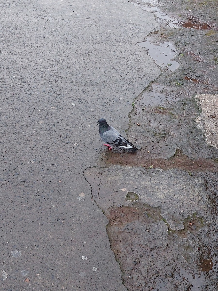 Rock Pigeon (Feral Pigeon) - ML472008531