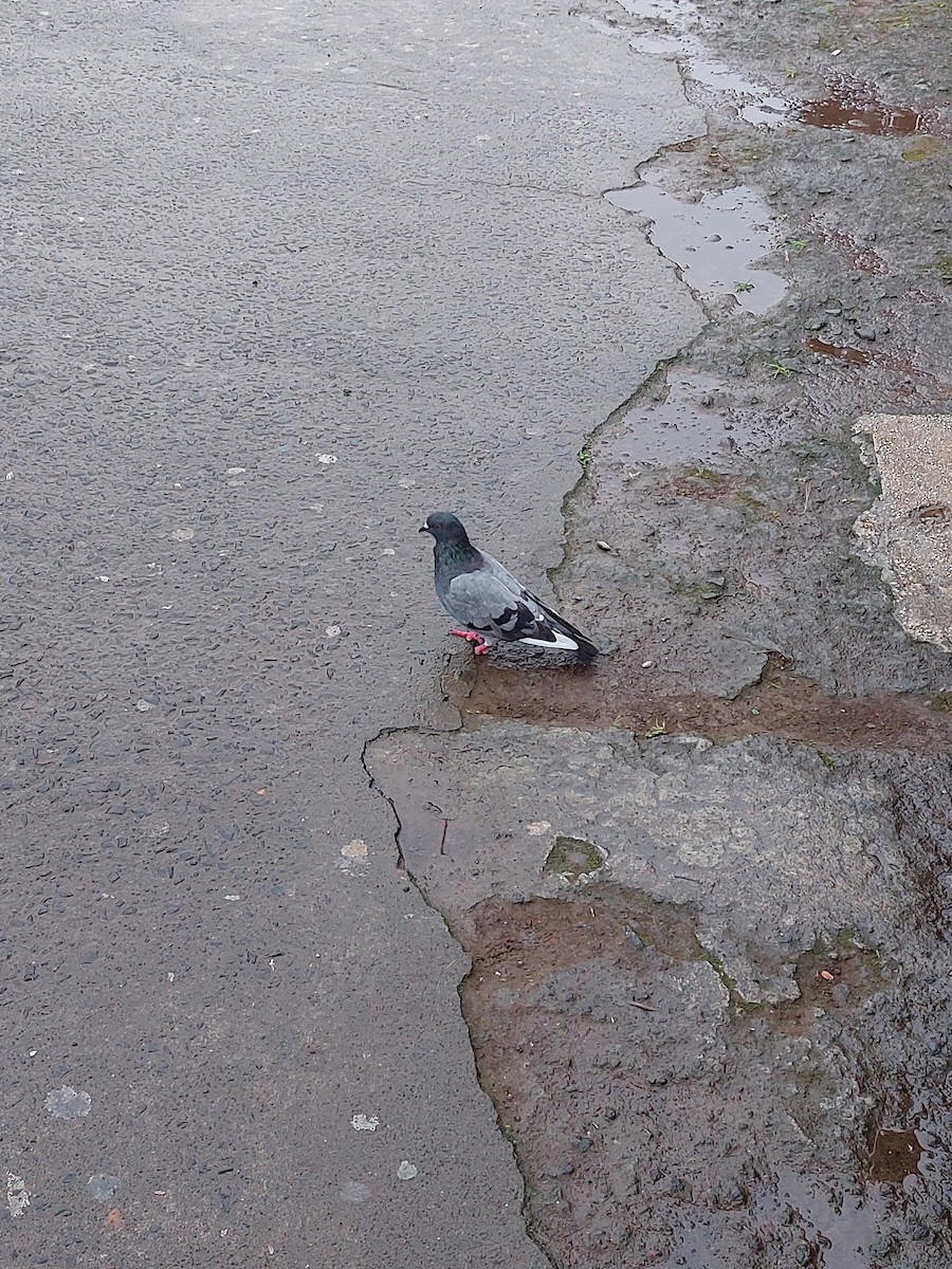 Rock Pigeon (Feral Pigeon) - ML472008541