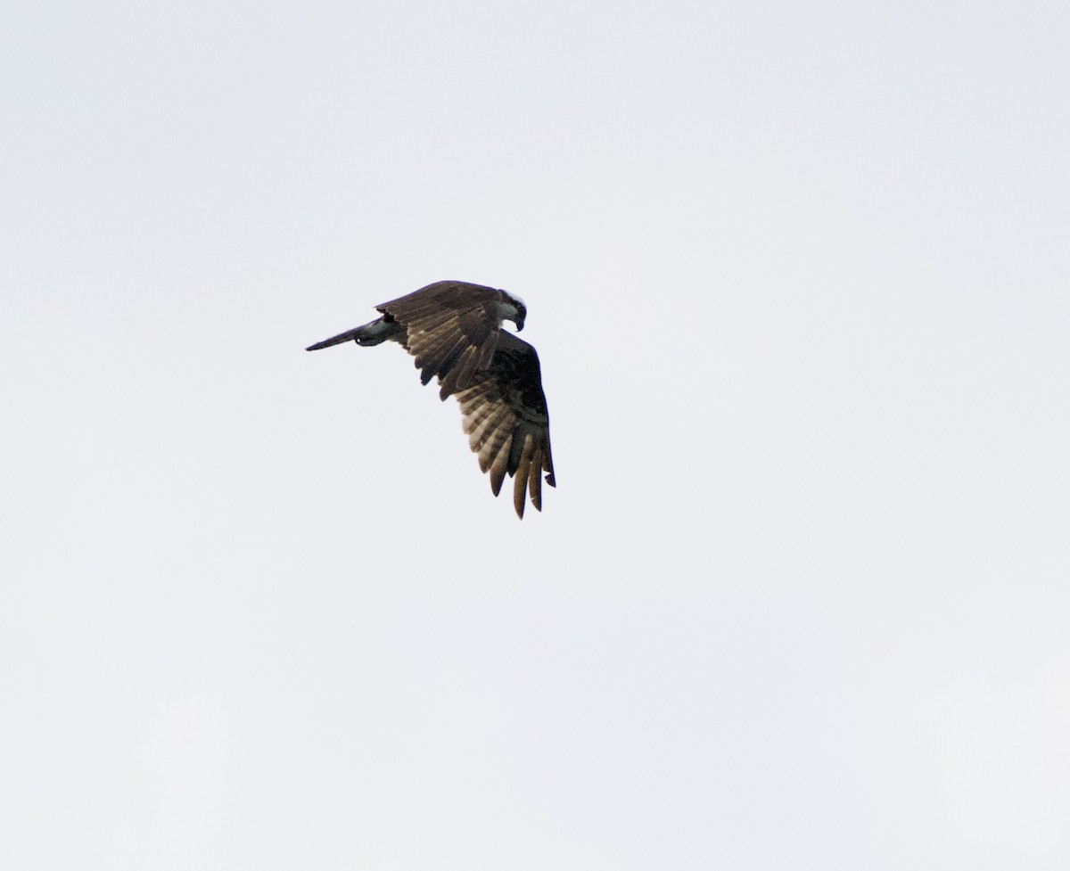 Águila Pescadora - ML472009641