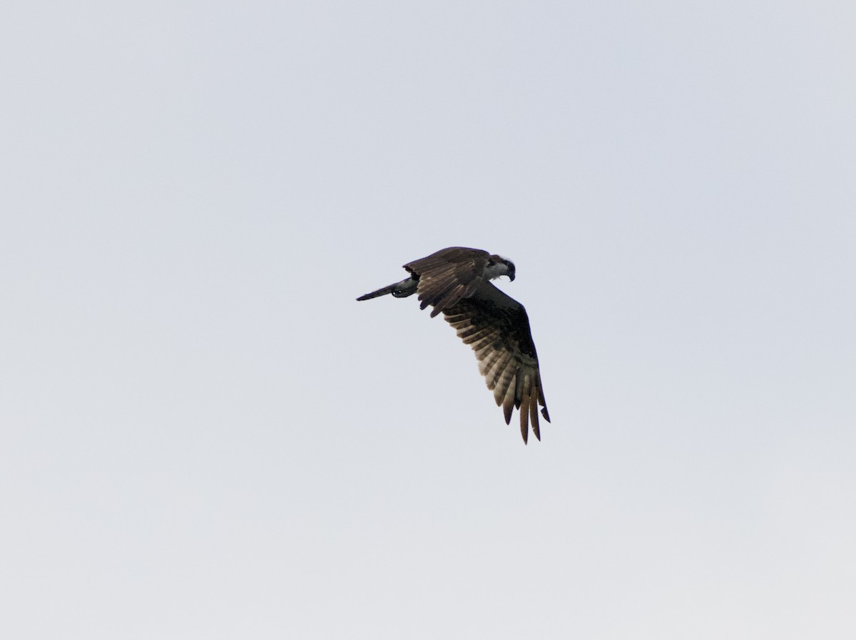 Osprey - ML472009671