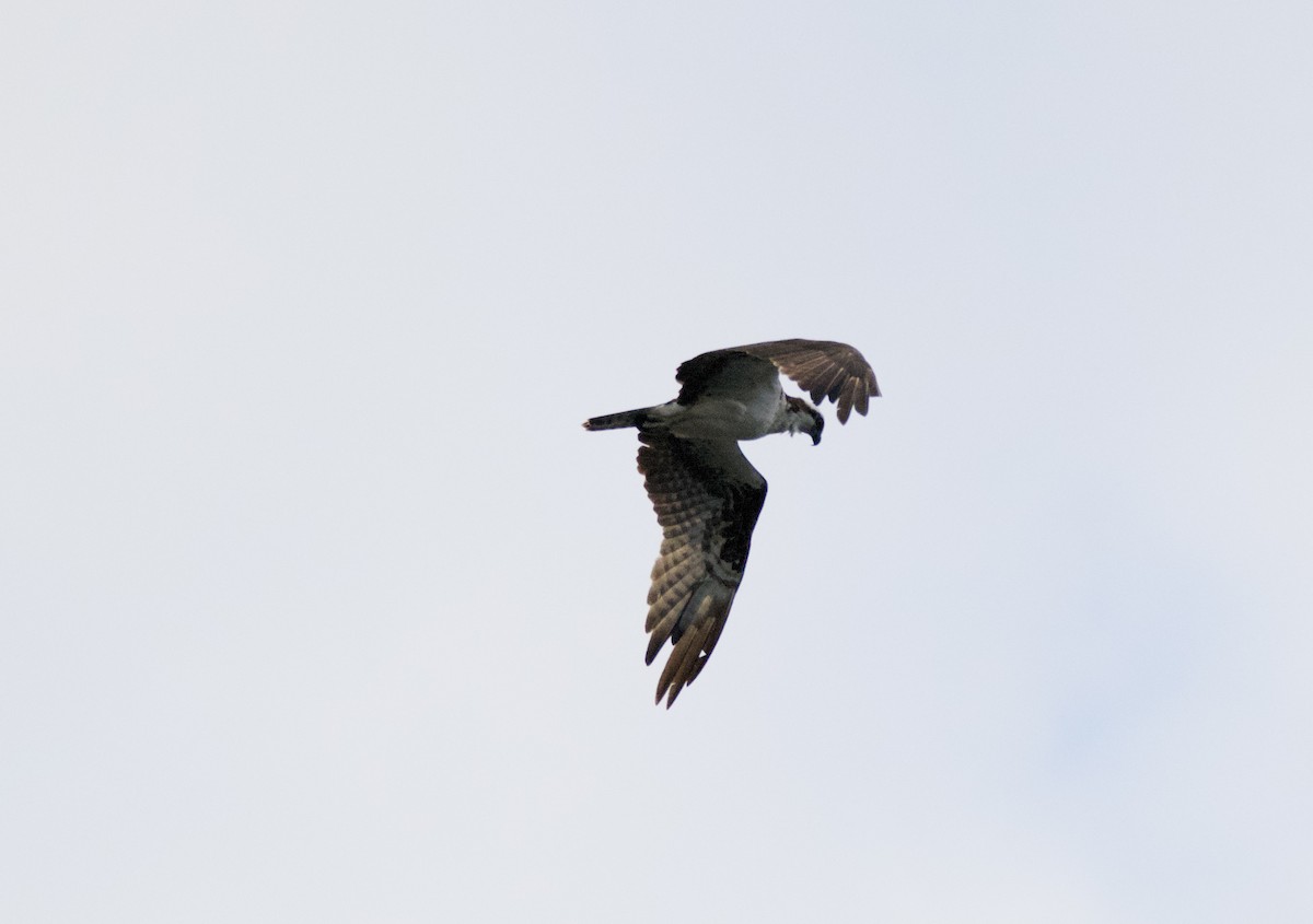 Águila Pescadora - ML472009691