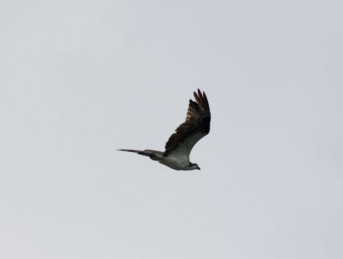 Osprey - ML472009781