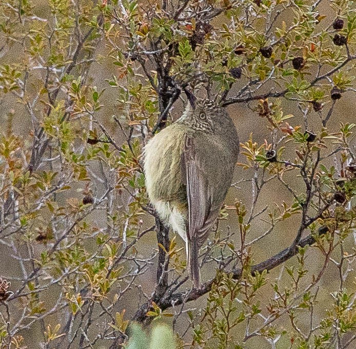 Slender-billed Thornbill - ML472010091