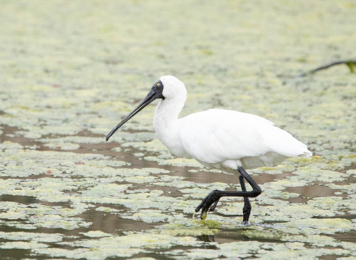 Royal Spoonbill - ML472011071