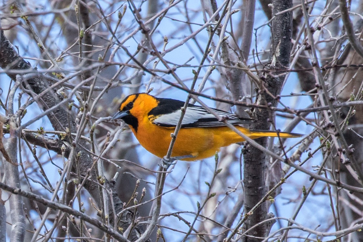 Bullock's Oriole - ML472011221