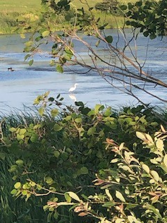 Great Egret - John Grant McLoughlin