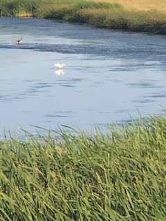 Great Egret - John Grant McLoughlin