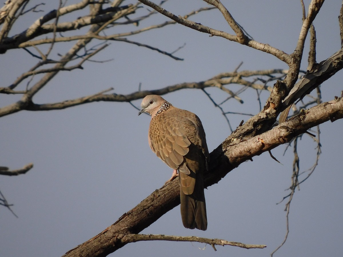 Spotted Dove - ML472013951