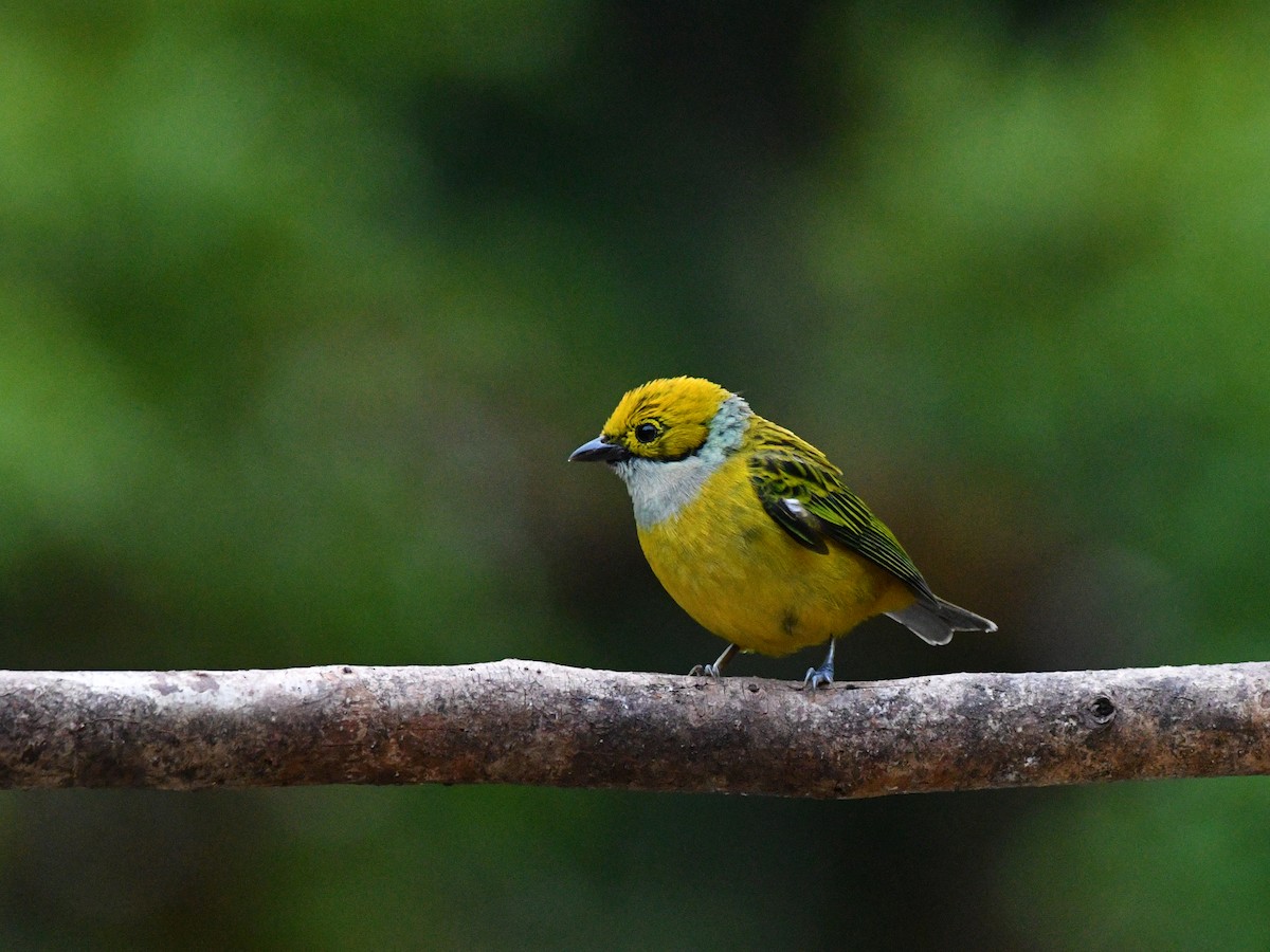 Silver-throated Tanager - ML472013961