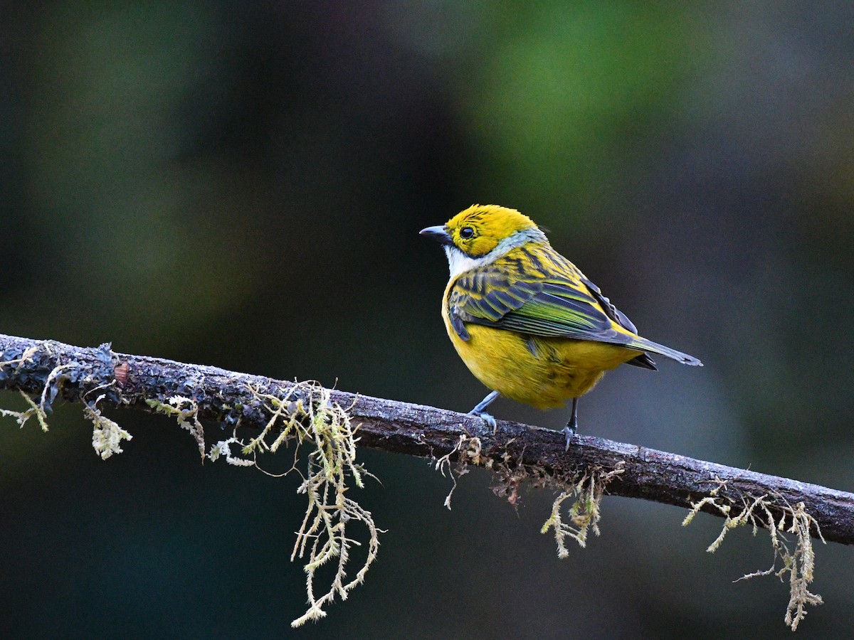 Silver-throated Tanager - Brian Carruthers