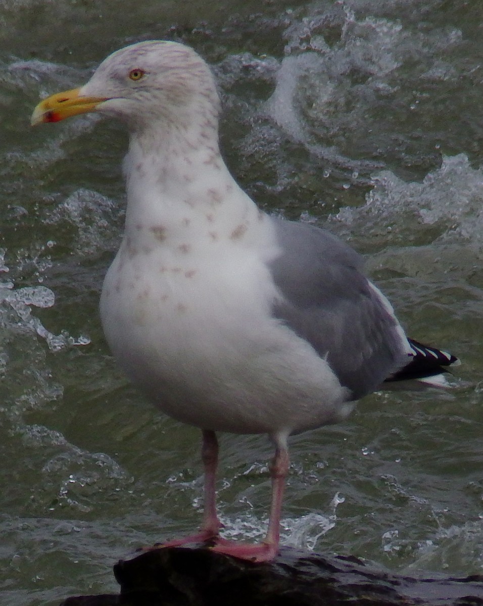 Herring Gull (American) - Joe Minor