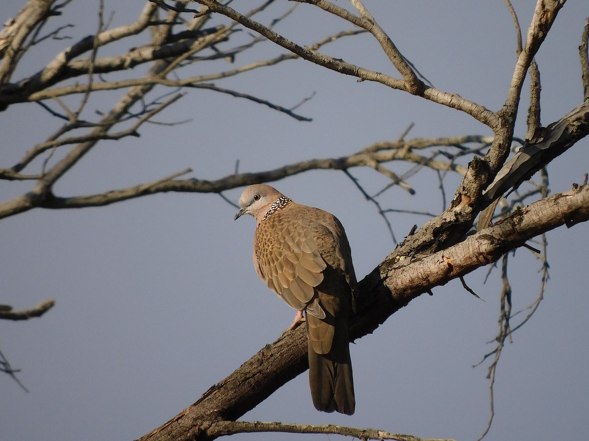 Spotted Dove - ML472014041