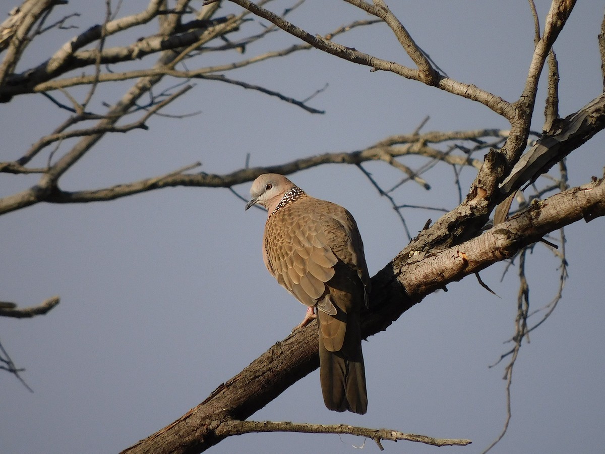 Spotted Dove - ML472014071