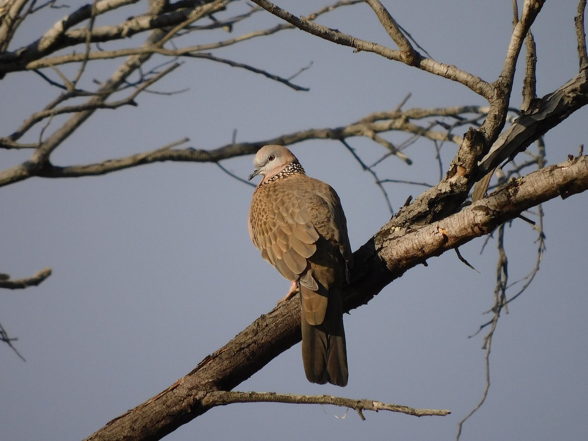 Spotted Dove - ML472014151