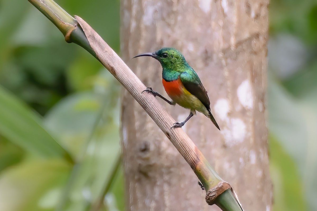 Olive-bellied Sunbird - ML472015971