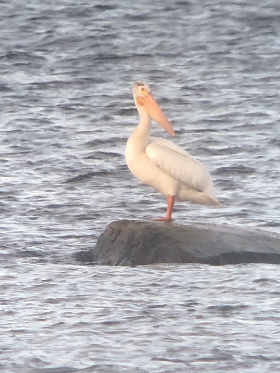 American White Pelican - ML472017951