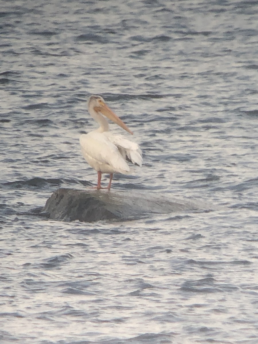 American White Pelican - ML472018011