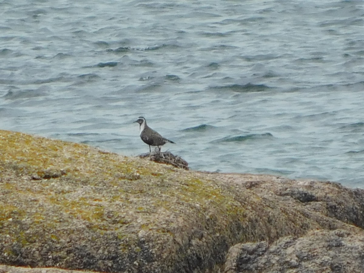 kulík hnědokřídlý - ML472019731