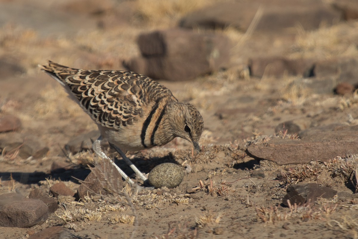 Double-banded Courser - ML472020481