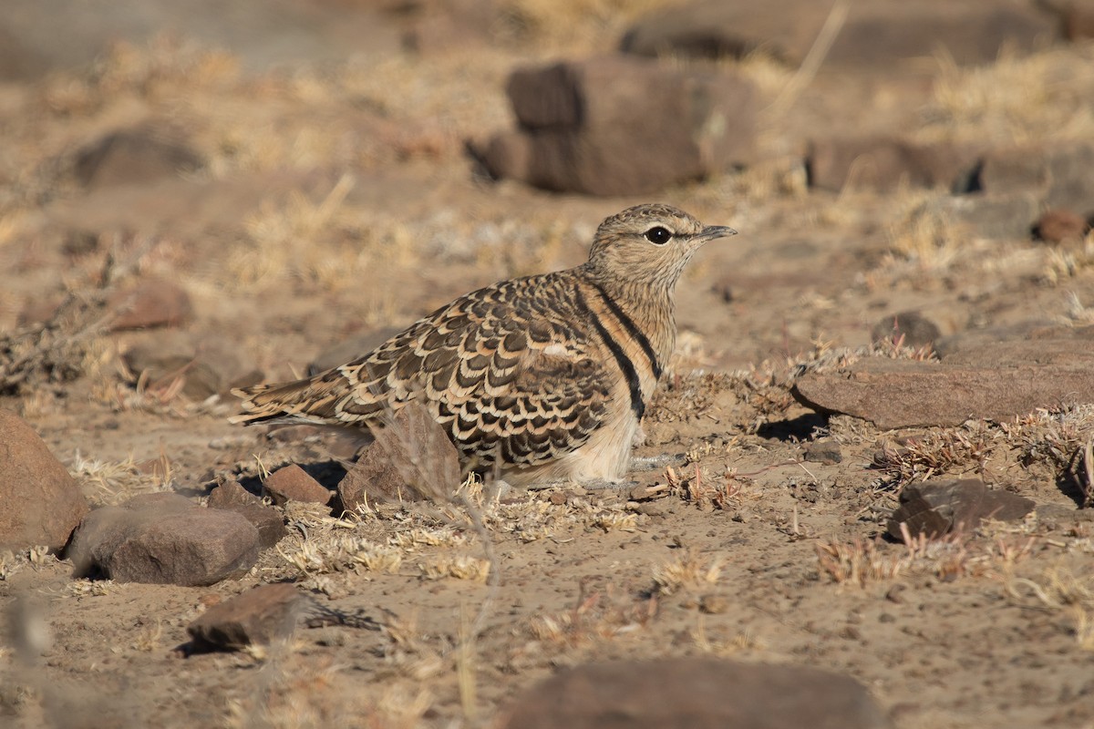 Double-banded Courser - ML472020511