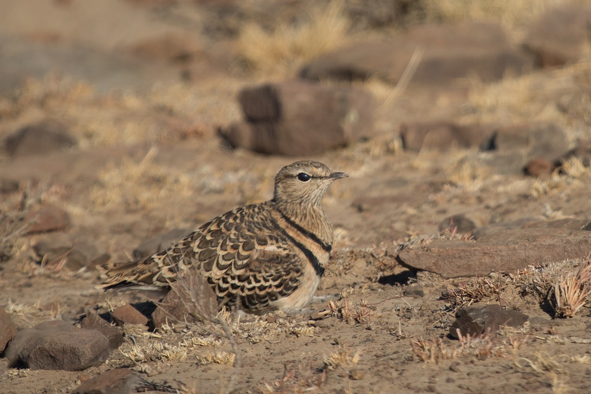 Double-banded Courser - ML472020521