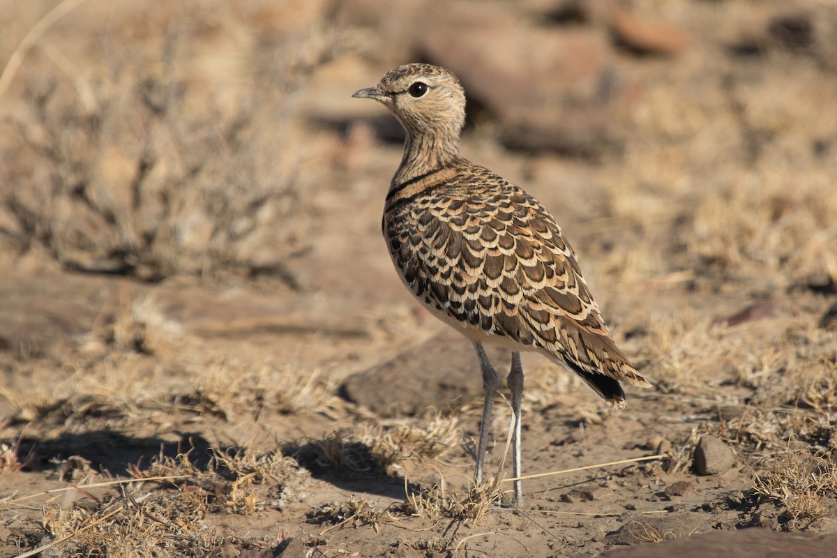 Double-banded Courser - ML472020571