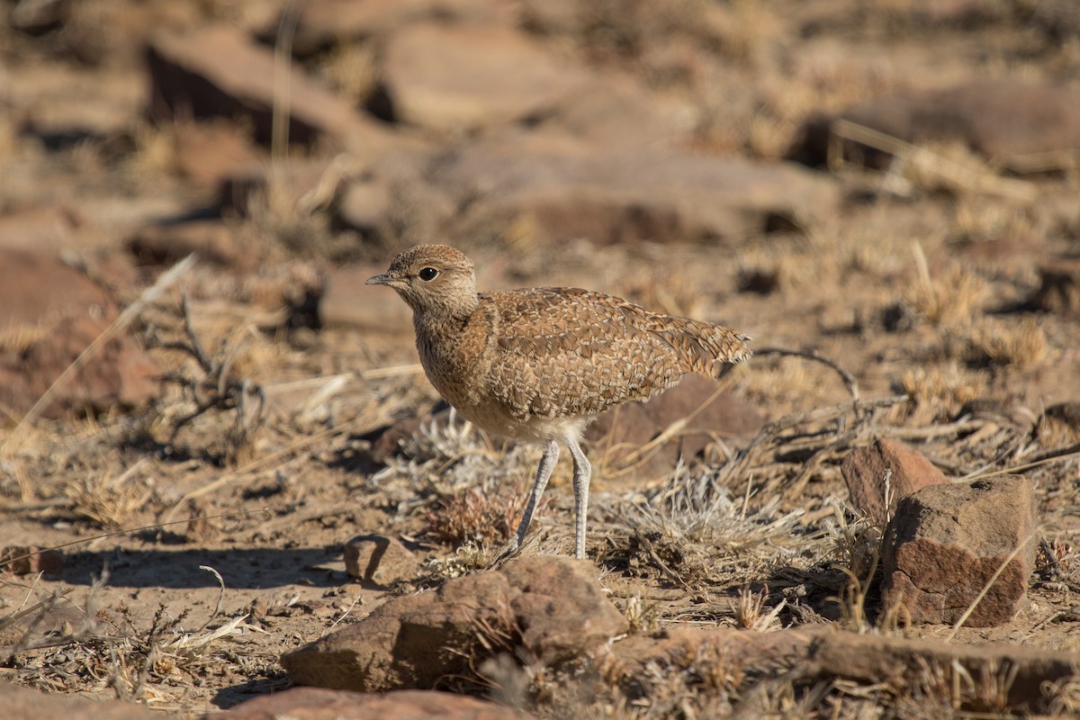 Double-banded Courser - ML472020591