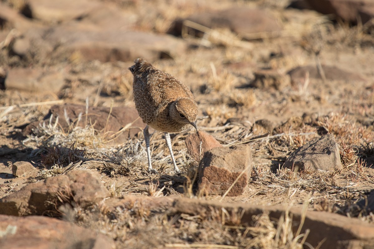 Double-banded Courser - ML472020611