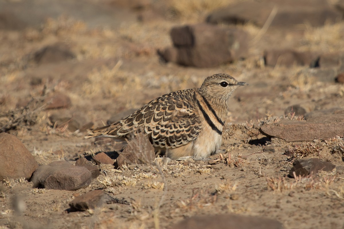Double-banded Courser - ML472020811