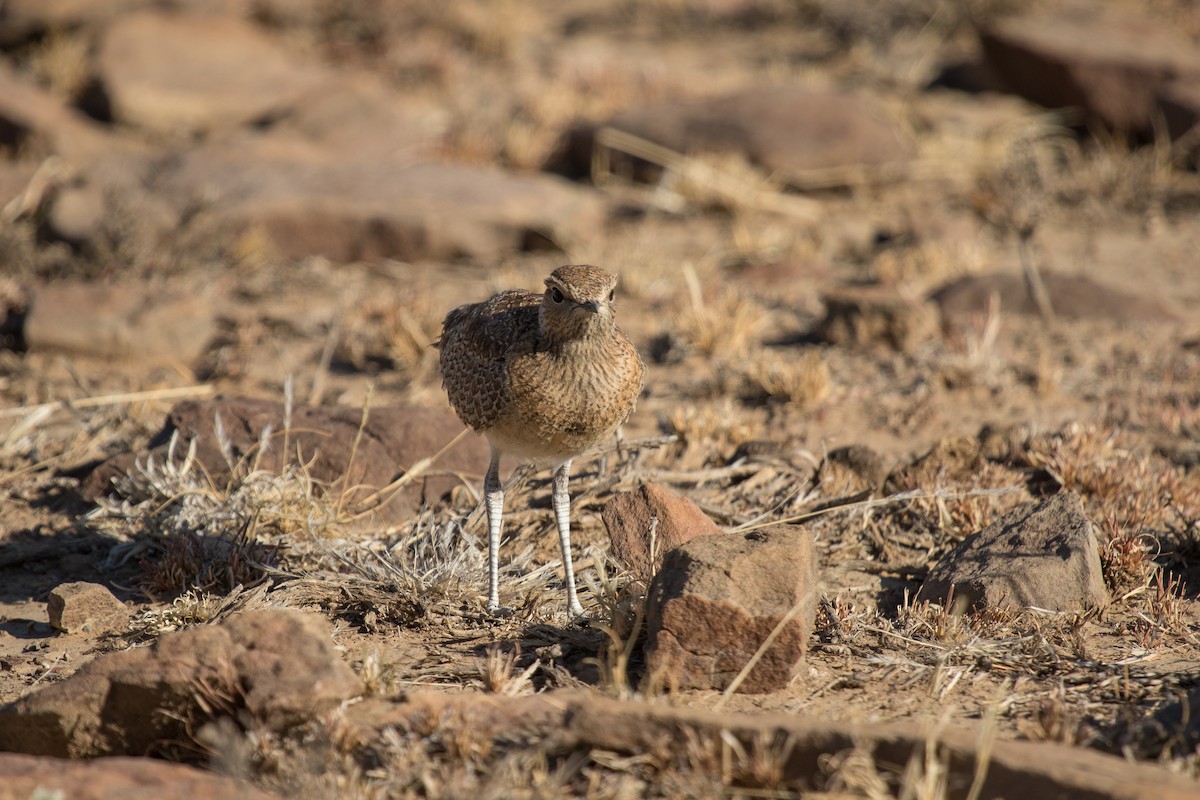 Double-banded Courser - ML472020841