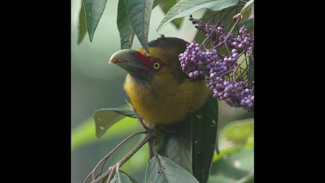 Saffron Toucanet - ML472021831