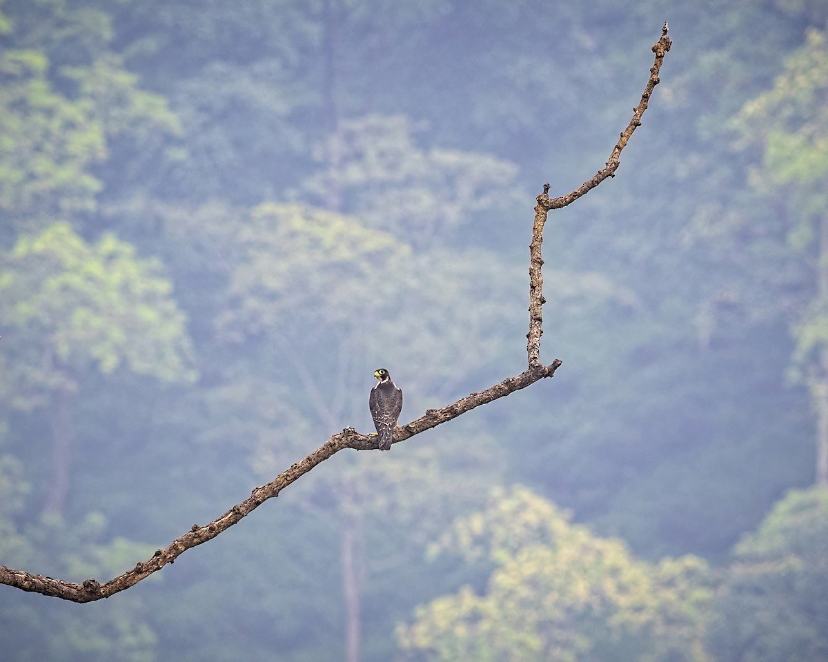 Peregrine Falcon (Shaheen) - Arpan Saha